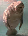 manatee2.jpg (11980 bytes)